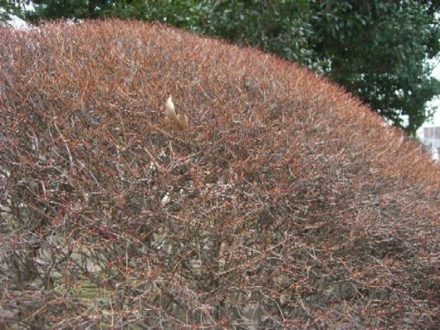 庭木の種類 ドウダン ヤシオ ご自宅でも綺麗にお手入れする方法も解説 庭師の独り言