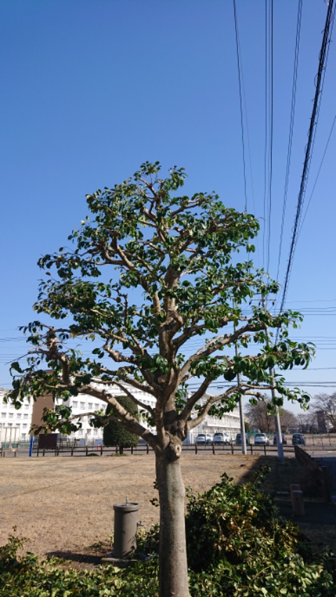 庭師の剪定 クロガネモチの特徴と剪定 管理編 庭師の独り言