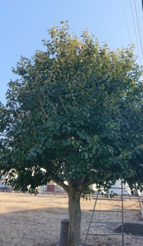 庭師の剪定 クロガネモチの特徴と剪定 管理編 庭師の独り言