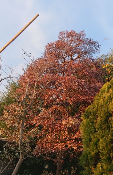 モッコクが枯れる原因 庭師の独り言