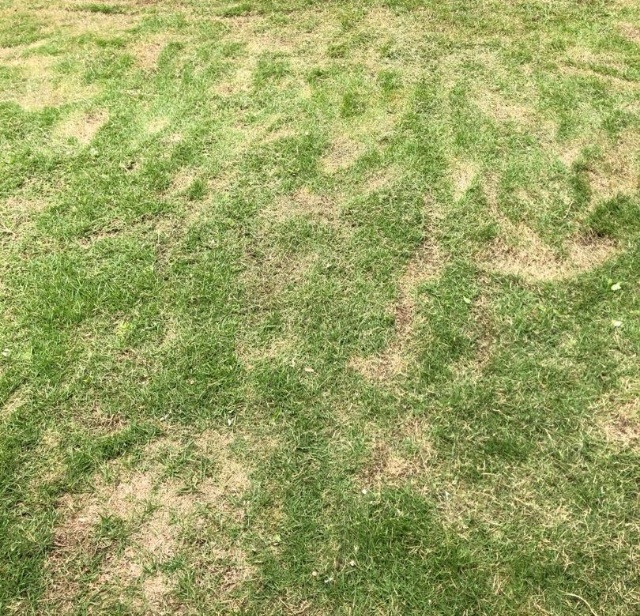 庭師が教える 虎刈りにならない草 芝 刈りの方法 庭師の独り言