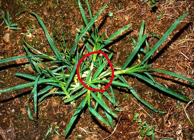 オヒシバ 駆除 オヒシバの特徴と駆除方法 除草方法を解説 庭師の独り言 オヒシバ 駆除 オヒシバの特徴と駆除方法 除草方法を解説 庭師の独り言